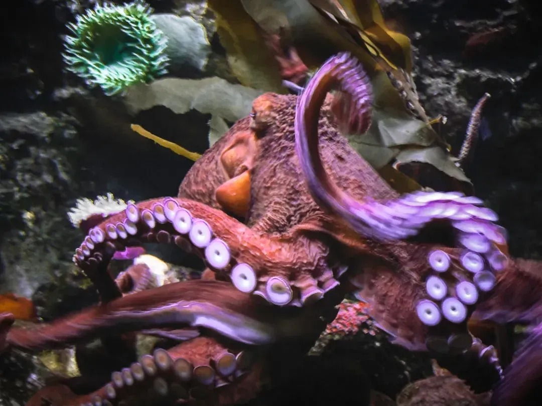 6 animals with behaviors so strange scientists still can't fully ...