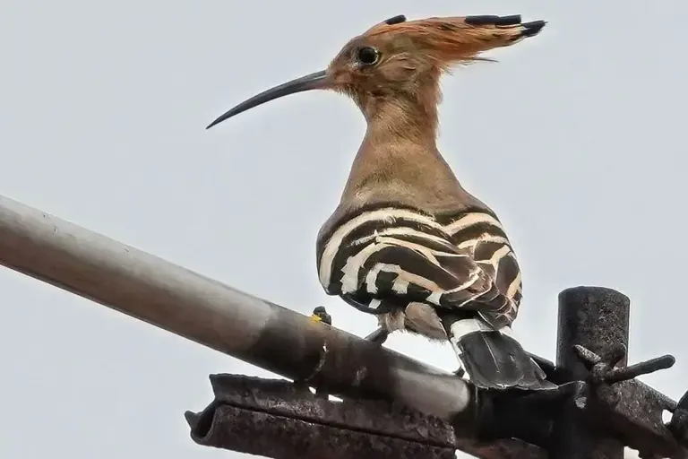 Vanished since the ’80s, a zebra-striped bird with a wild crest just ...