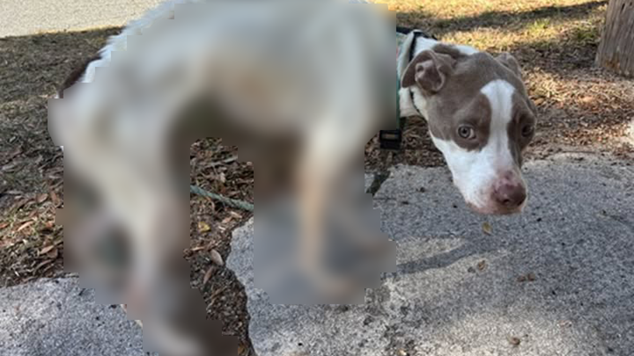 Florida woman facing animal cruelty after severely malnourished dog ...