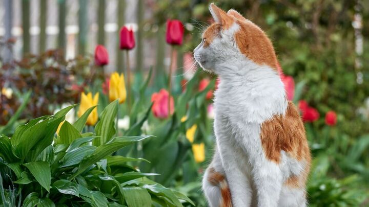 Common spring flowers that are toxic for cats