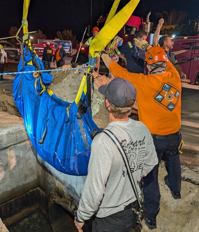 Firefighters save manatee stuck in Florida storm drain hours after ...