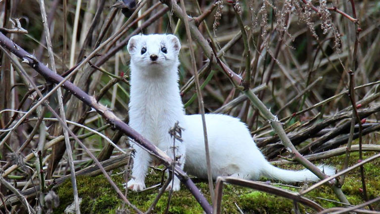 Word of the week: The adorable, lethal ‘stoat’ is the face of the ...