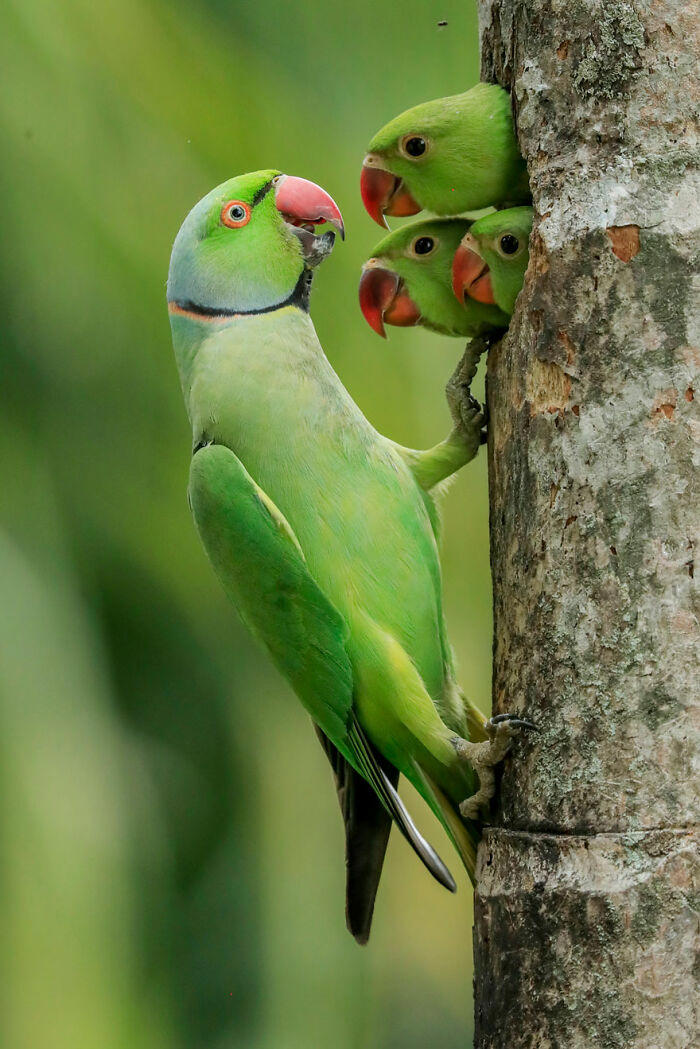 15 of the most impressive shots from the Wildlife Photographer of the ...
