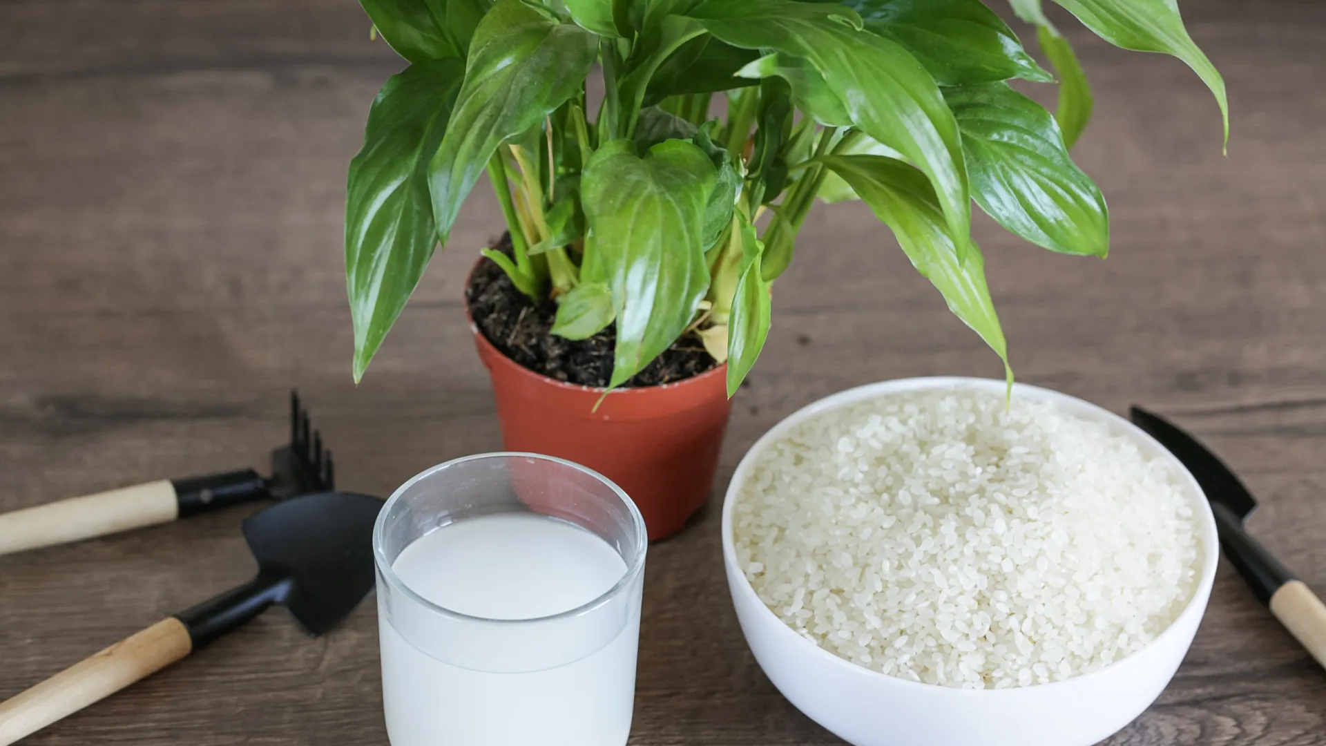 Afinal, a água de arroz é mesmo boa para fertilizar as plantas?