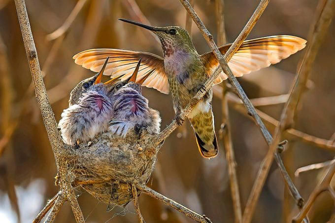 Do hummingbirds reuse their nests?