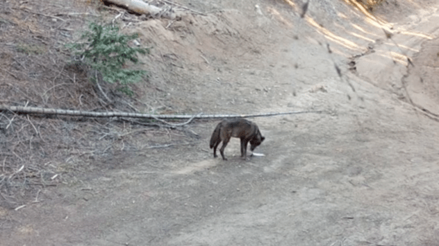 California gray wolf is spotted in Sequoia National Park, marking ...