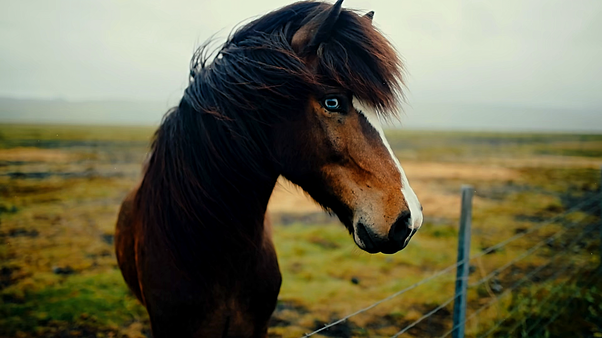 My camera captured a horse with angelic eyes