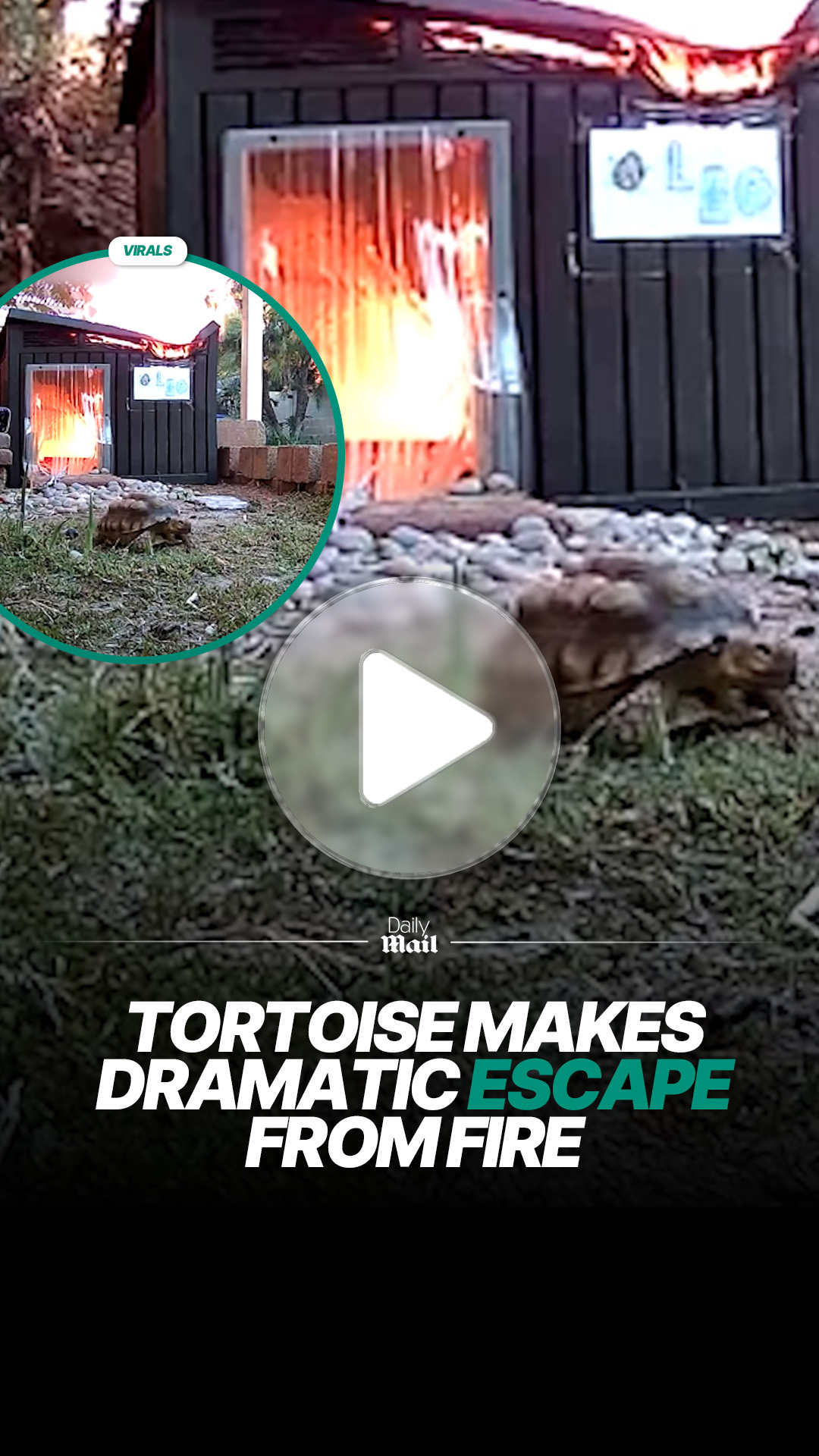Tortoise makes dramatic escape from fire
