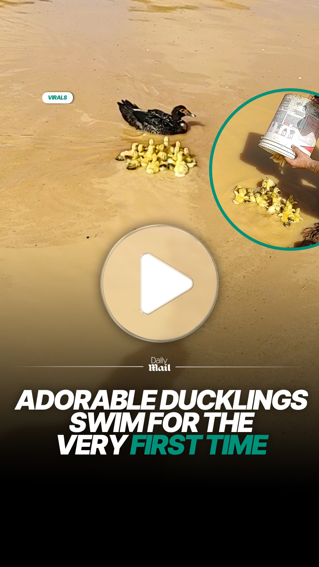Adorable ducklings swim for the very first time