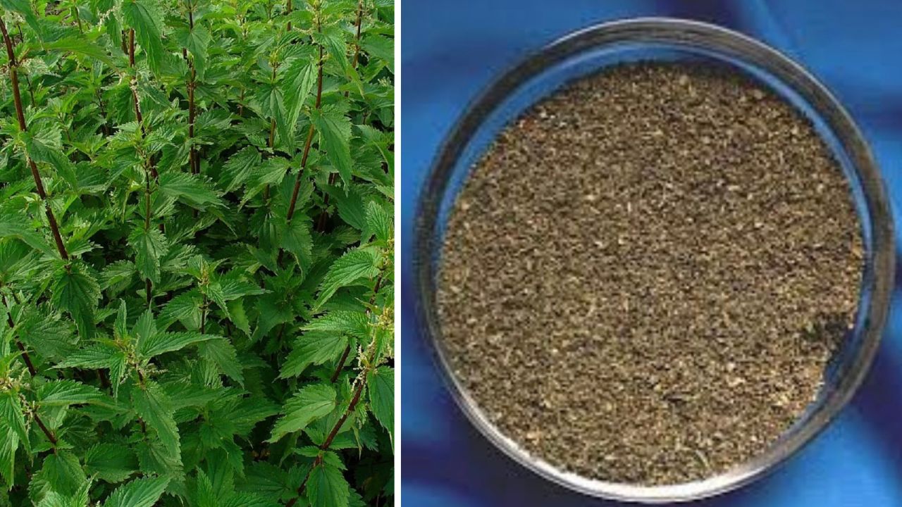 La forza segreta dei semi di ortica, il superfood che rivitalizza