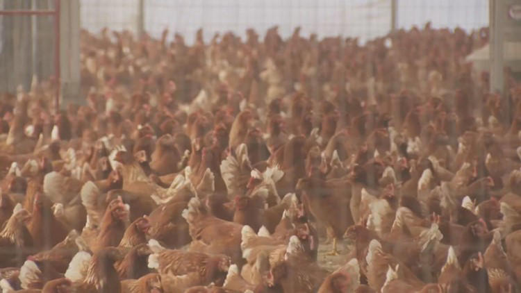Avian flu outbreaks detected at two more Lancaster County poultry farms