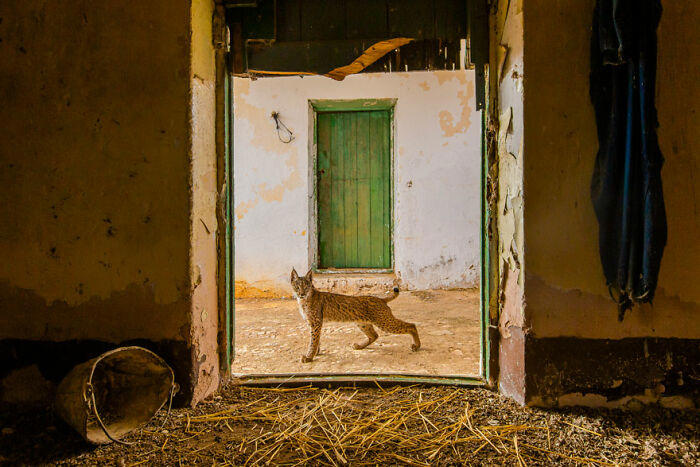 15 of the most impressive shots from the Wildlife Photographer of the ...