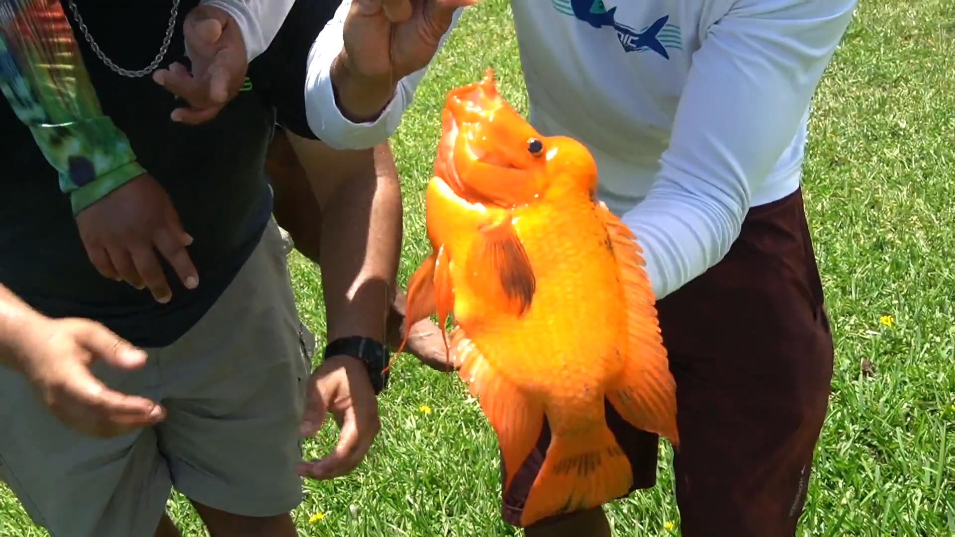 Florida canal full of monster invasive fish