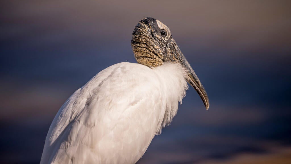 Georgia stork to be removed from federal list of endangered and ...