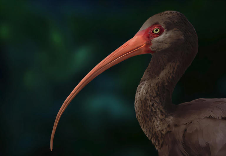 Extinct Hawaiian ibis with strangely small eyes suggests a shift to ...
