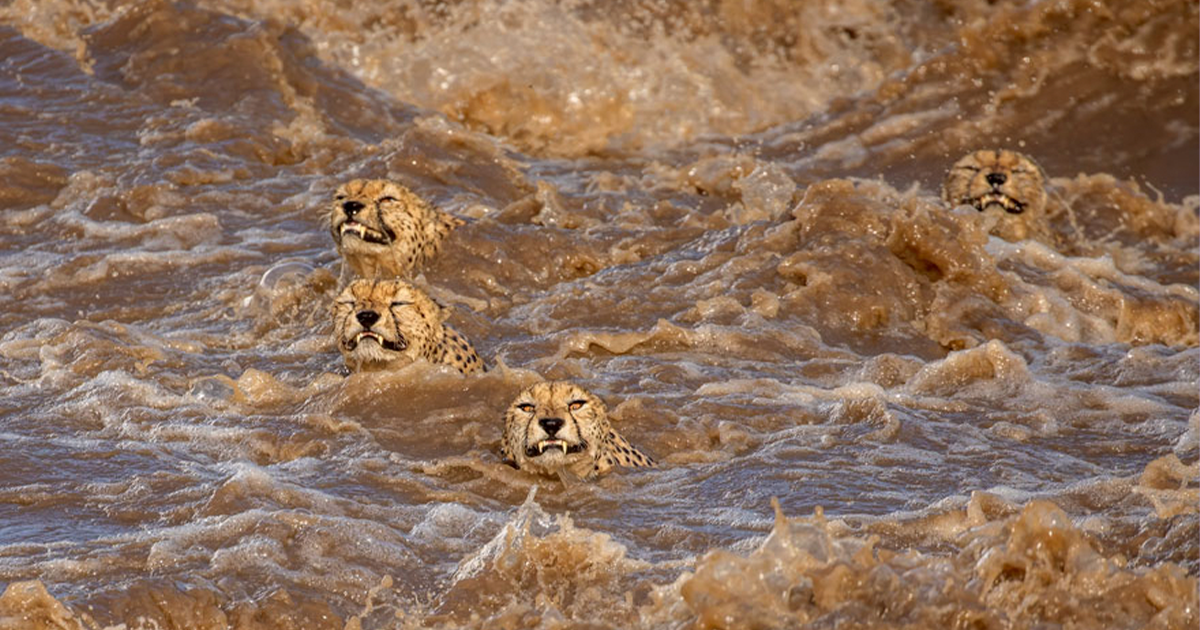 15 of the most impressive shots from the Wildlife Photographer of the ...