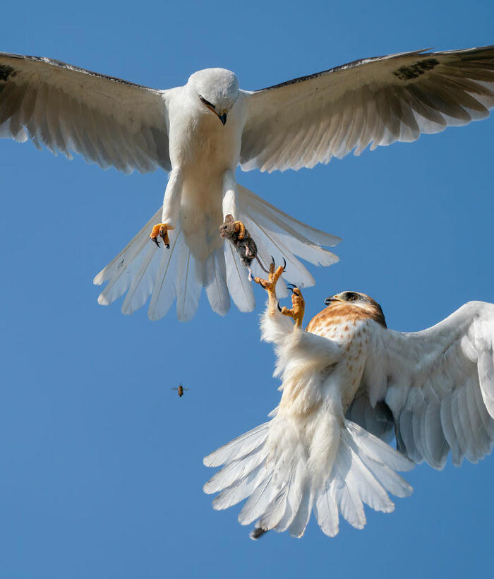 15 of the most impressive shots from the Wildlife Photographer of the ...