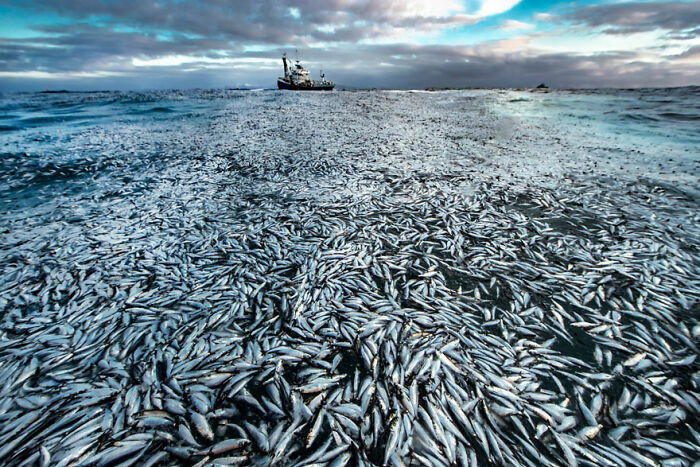 15 of the most impressive shots from the Wildlife Photographer of the ...