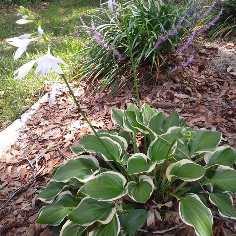 Grow sun-loving SunHosta to attract hummingbirds