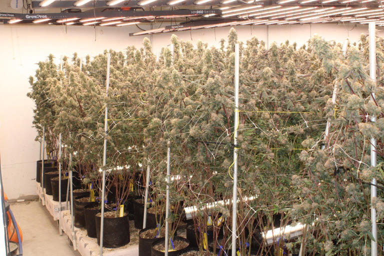 OBN seizes 10,500+ marijuana plants in Stratford grow operation bust
