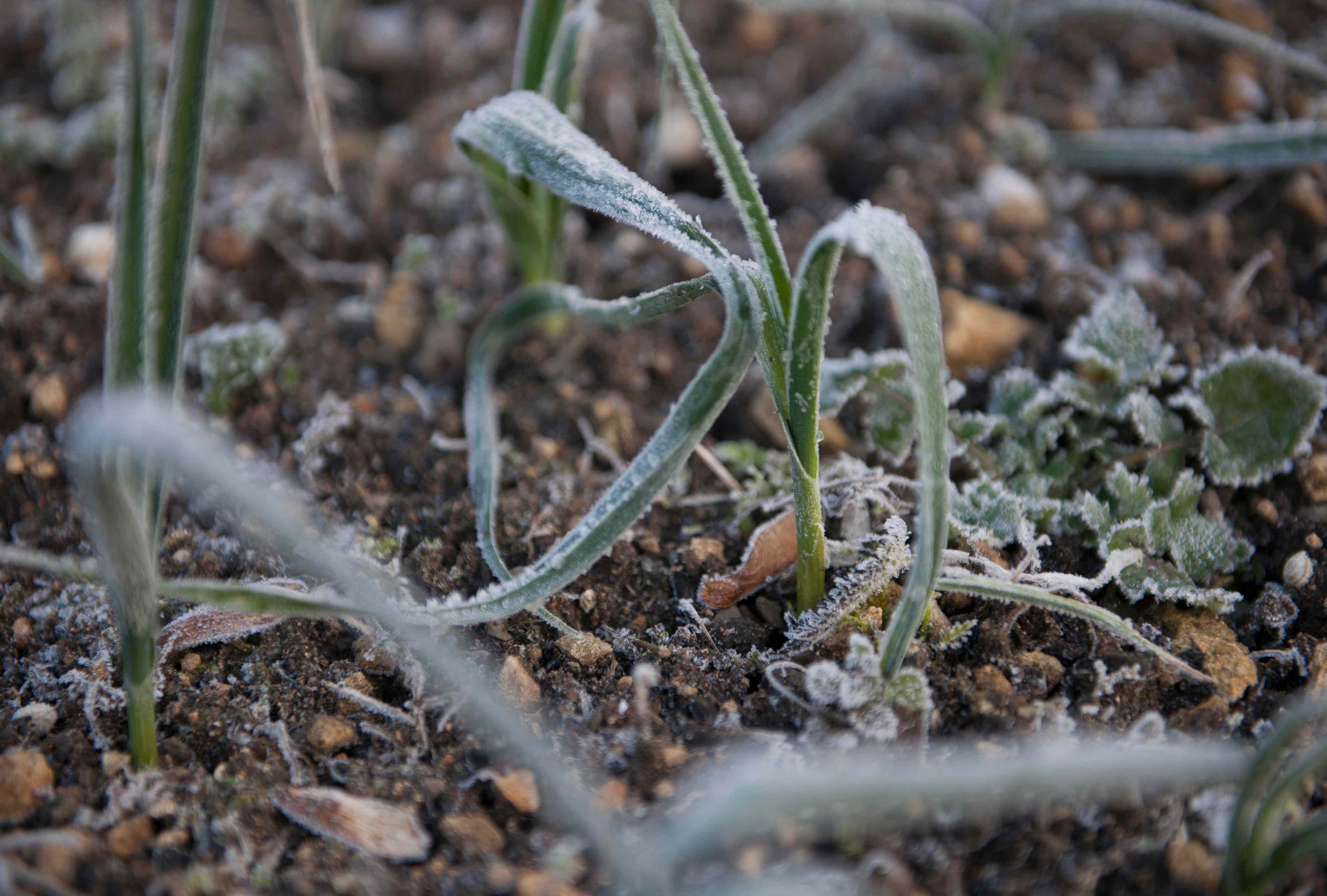 Does a frigid winter mean fewer pests later? Here's what experts say