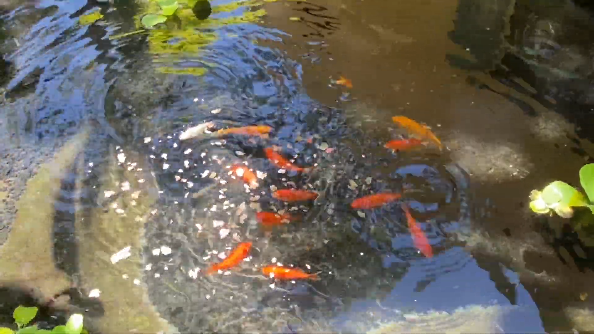 Dumping a rainbow of fish into my pond