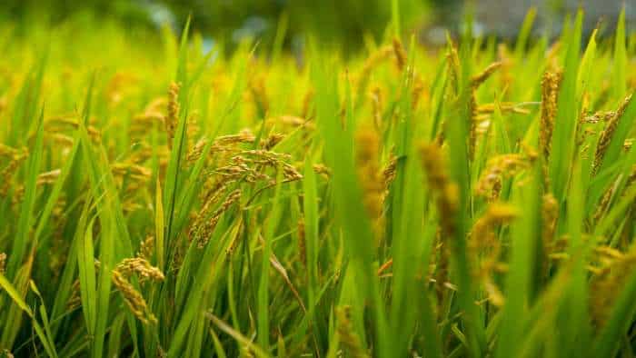Indian basmati rice gets major US boost as 5,000-tonne export deal is ...