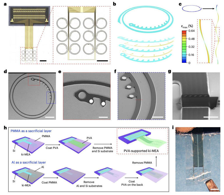 Kirigami-inspired sensors precisely map activity of neurons in the ...