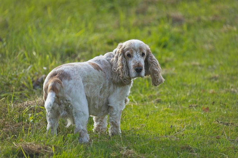 11 long-eared dog breeds and why they're so beloved