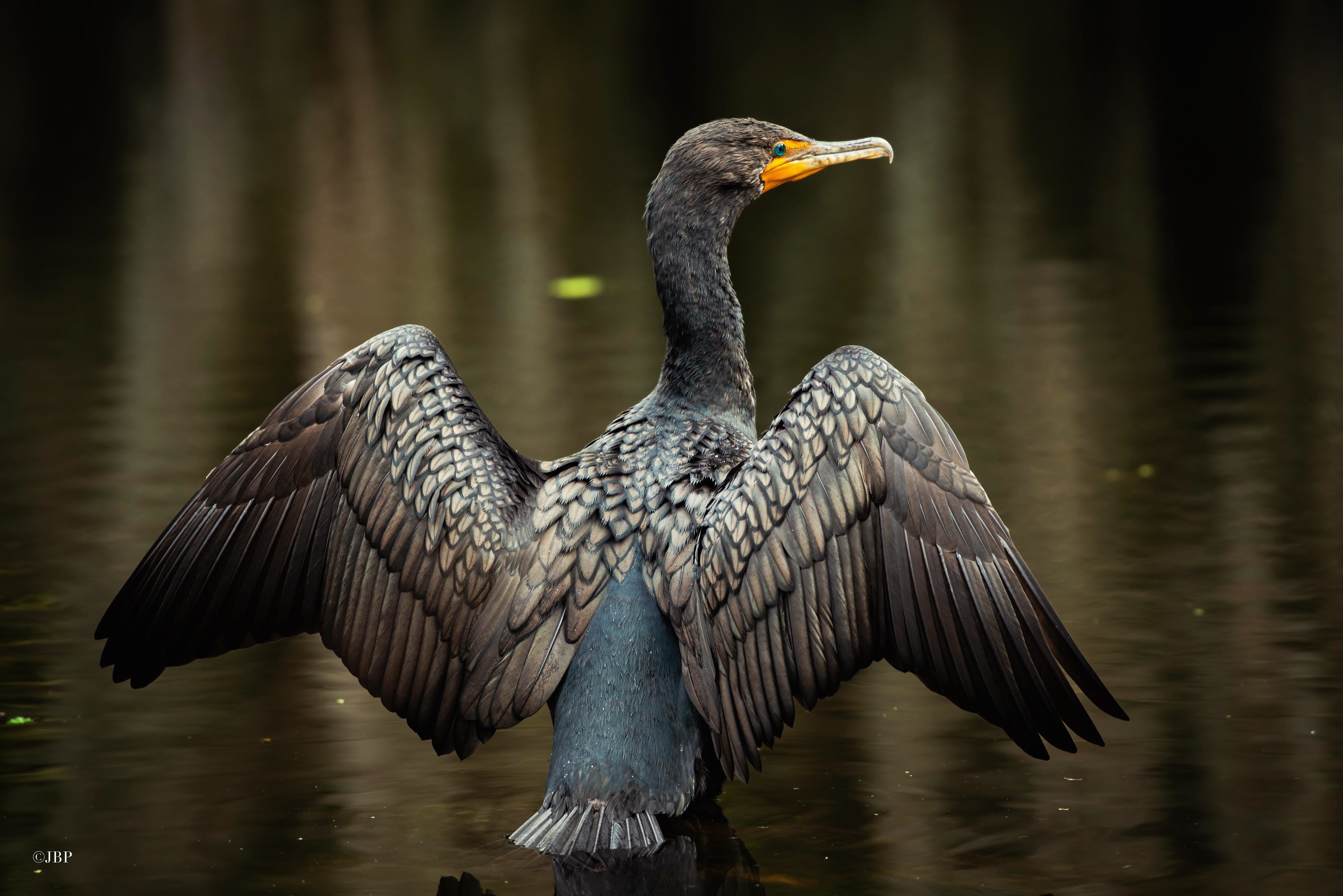 Texas wildlife officials warn of bird flu detections in Amarillo and ...