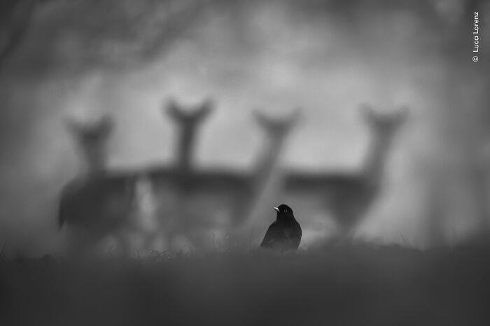 Natural History Museum reveals Wildlife Photographer of the Year 2025 ...
