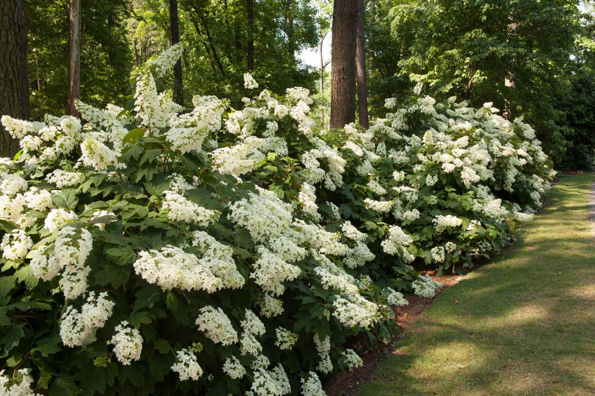 14 easy-to-grow shrubs that practically take care of themselves