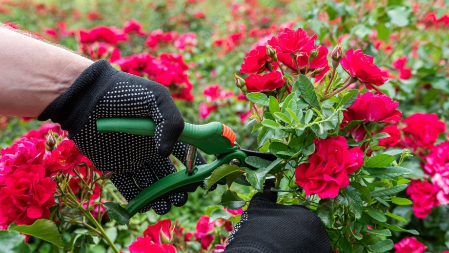 Don't prune your roses too early: How to tell it's time