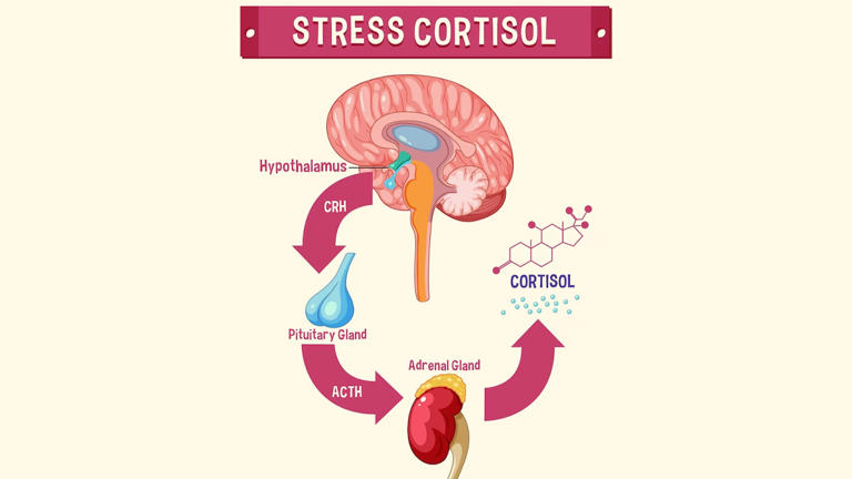 5 signs your cortisol levels are affecting your metabolism and how to ...