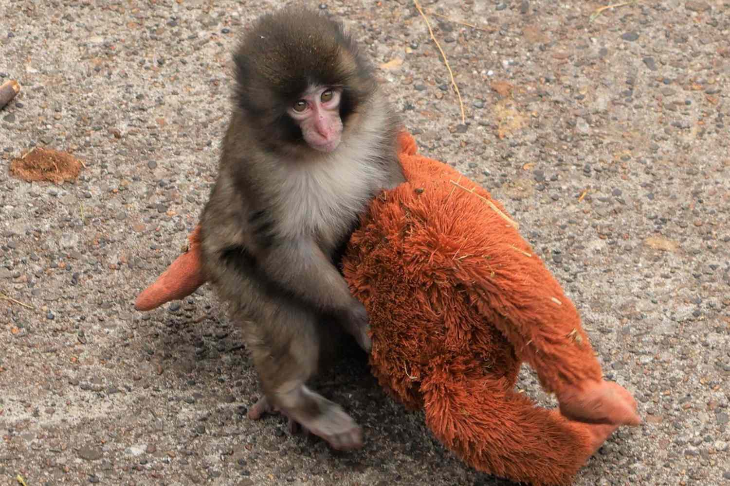 Orphaned baby monkey at Japanese zoo goes viral for having stuffed