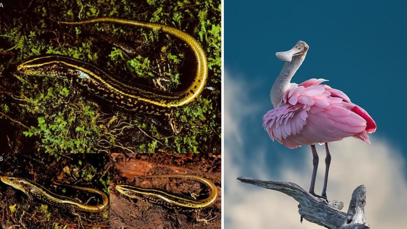 Discover 25 lesser known animals