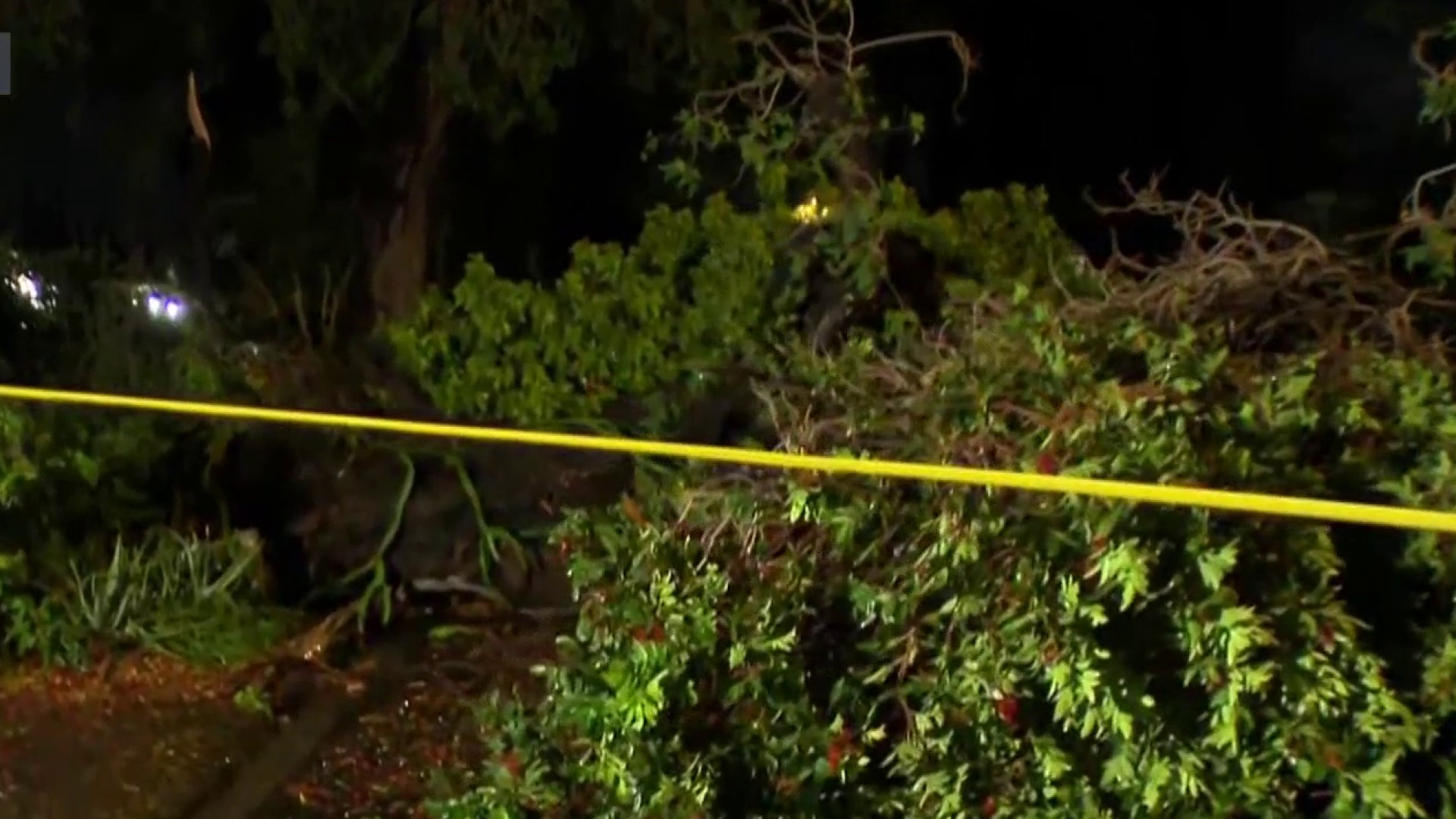 Overnight storm leaves behind fallen trees, knocks down stoplight