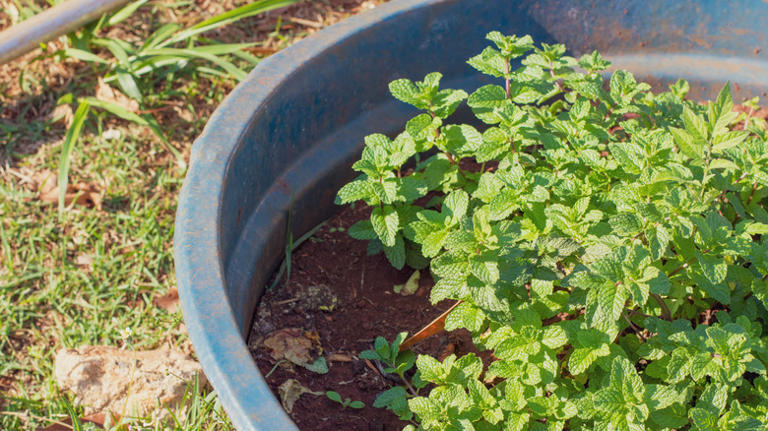 Forget traditional container gardening: Try this budget-friendly DIY ...