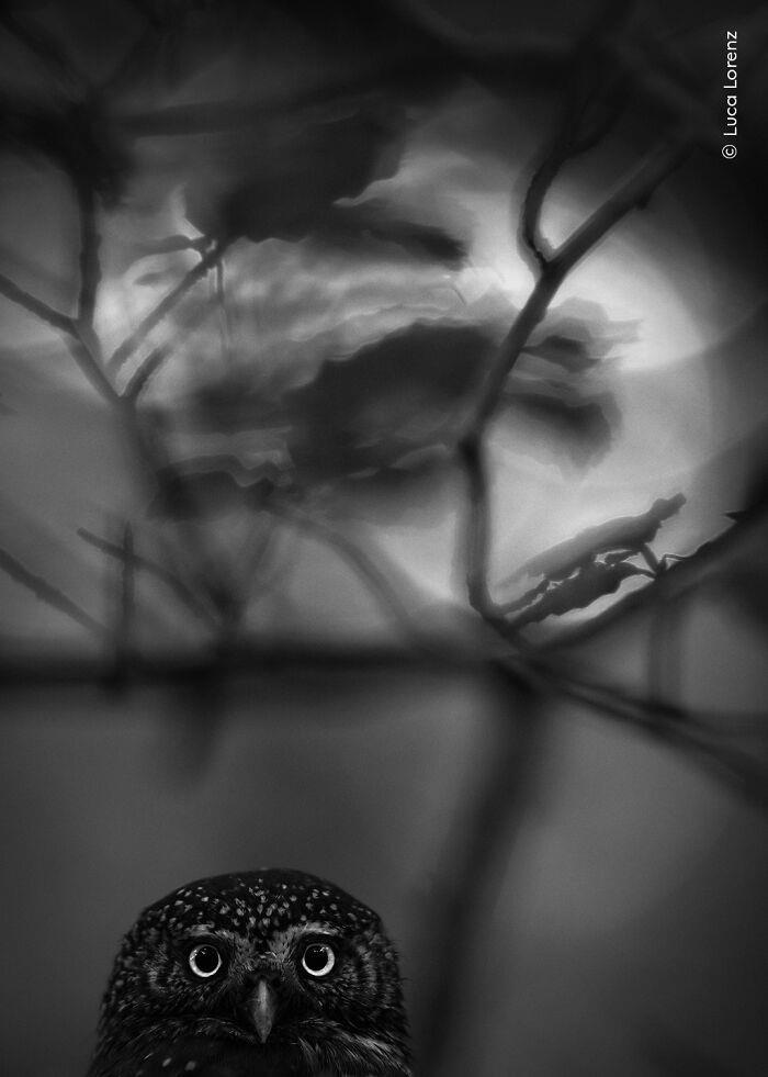 Natural History Museum reveals Wildlife Photographer of the Year 2025 ...