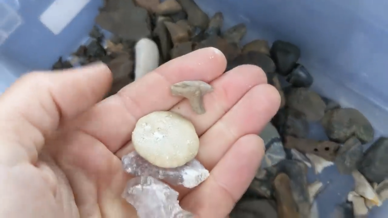 You could be the one who finds these fossils - hidden crystals in Florida
