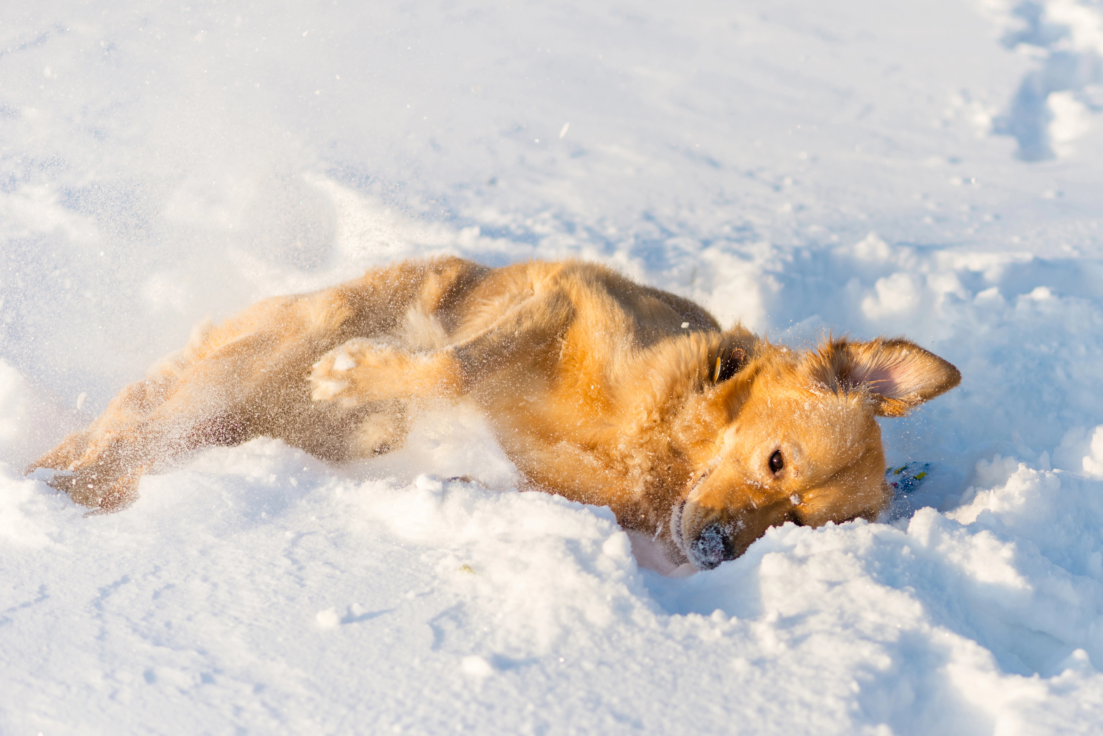 Dog refuses to leave snowbank until his human finds a freezing survivor<br><br>