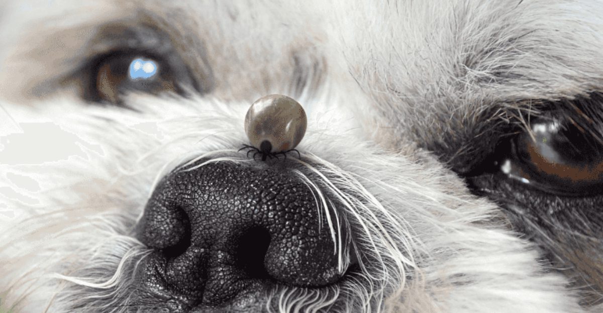 10 pet products vets wish you'd stop buying
