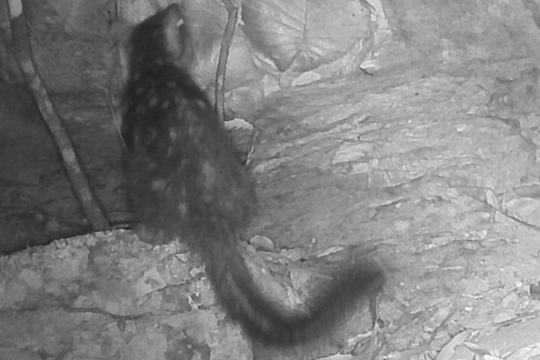 Rare marsupial that disappeared 80 years ago rediscovered on Australian ...