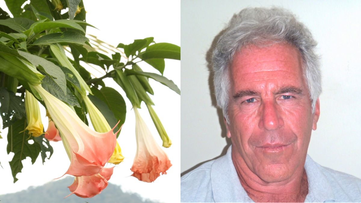 What Experts Have to Say About ‘Angel’s Trumpet’, The Toxic Flower Mentioned in Epstein Emails