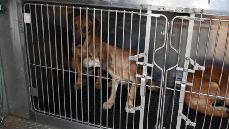 64 animals rescued, 27 found dead in neglected Michigan home