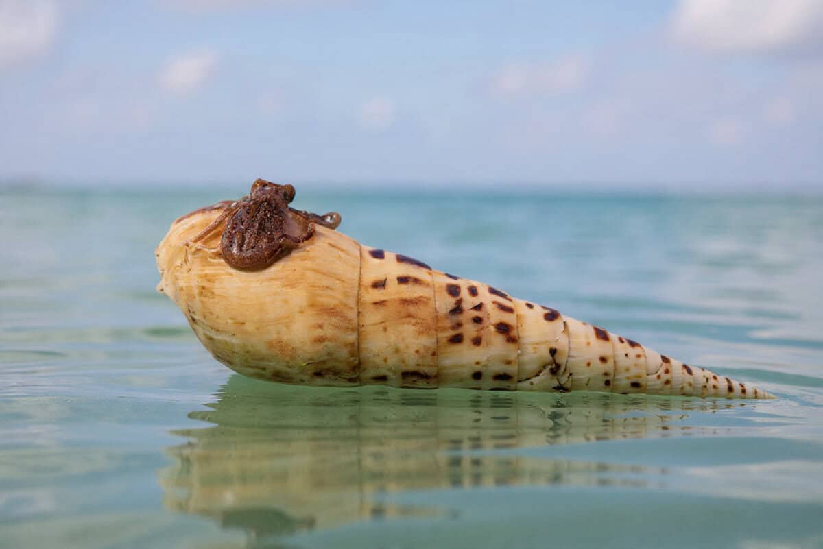 Seashell secrets: What’s the one that fits your zodiac sign best?