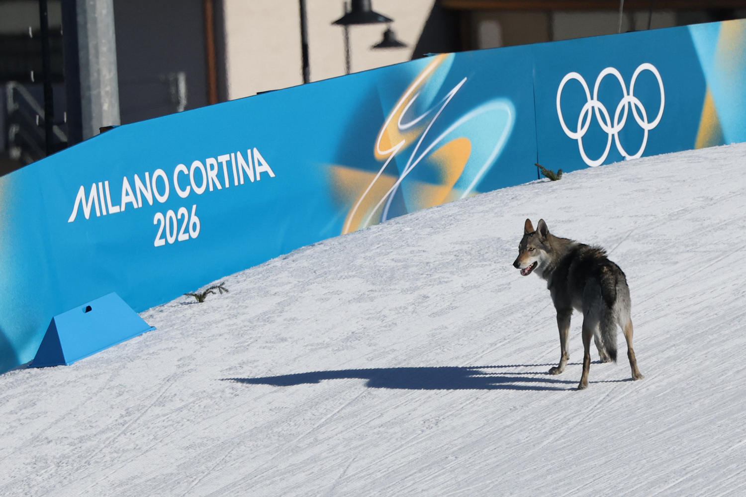 Dog crashes Olympics cross-country race, gets the 