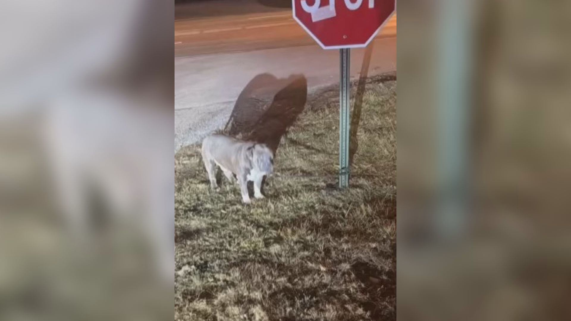Dog found tied to street sign in Lexington, second abandonment case in ...