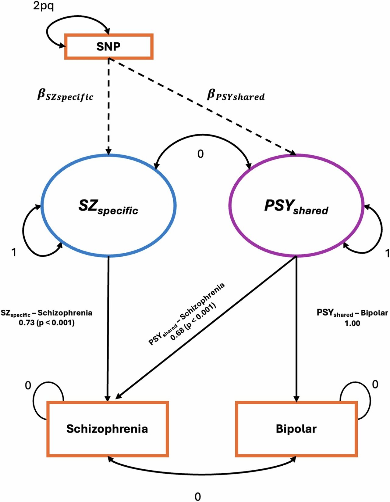Study splits schizophrenia genetic risk into two pathways, one shared ...