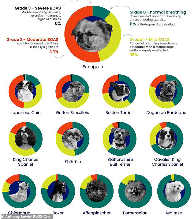 The pug-ly truth: Scientists reveal the 15 dog breeds at risk of ...